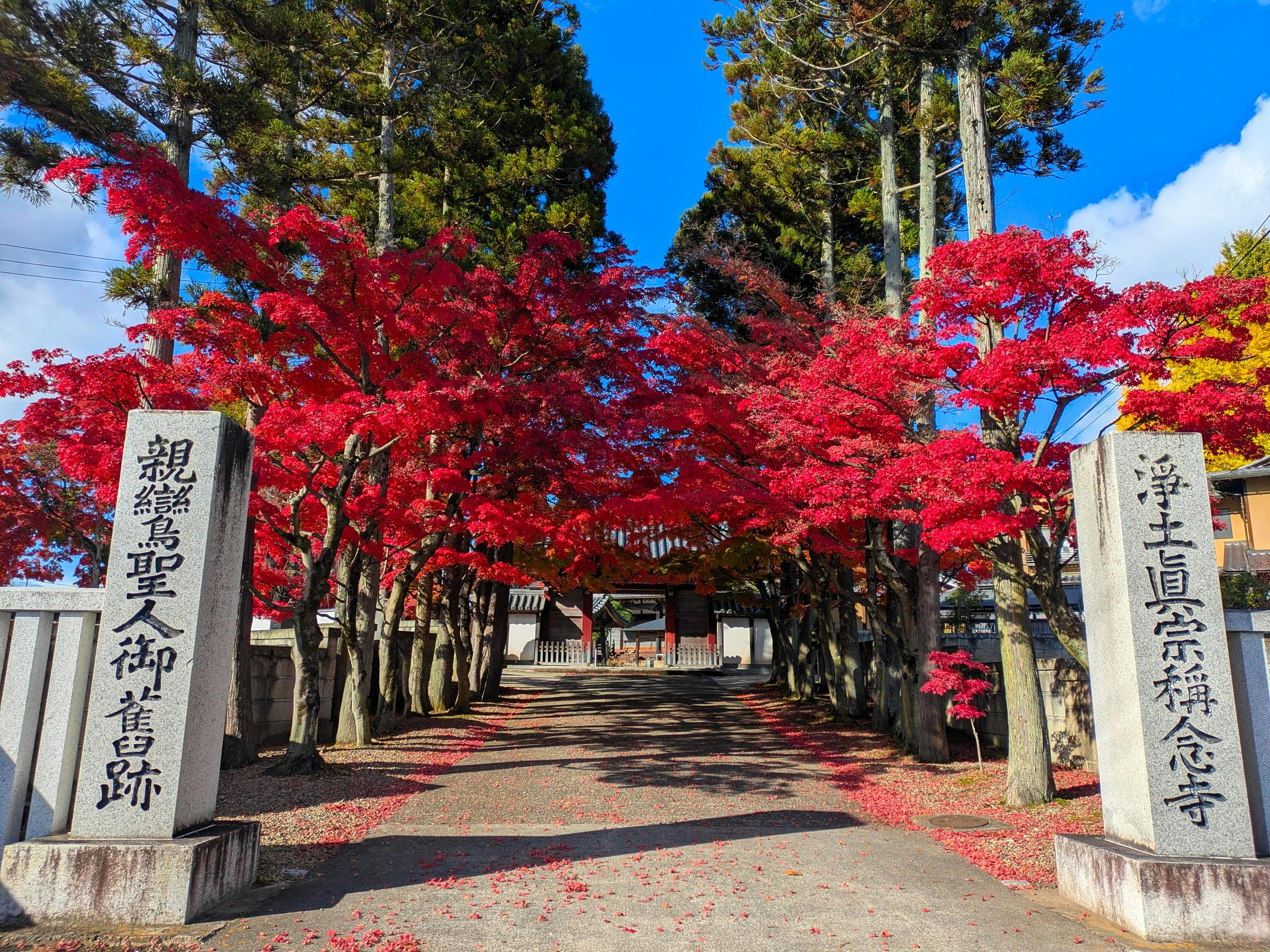 Traveling to Kyoto for Autumn Foliage with Parents: It's Completely Different from a Regular Trip